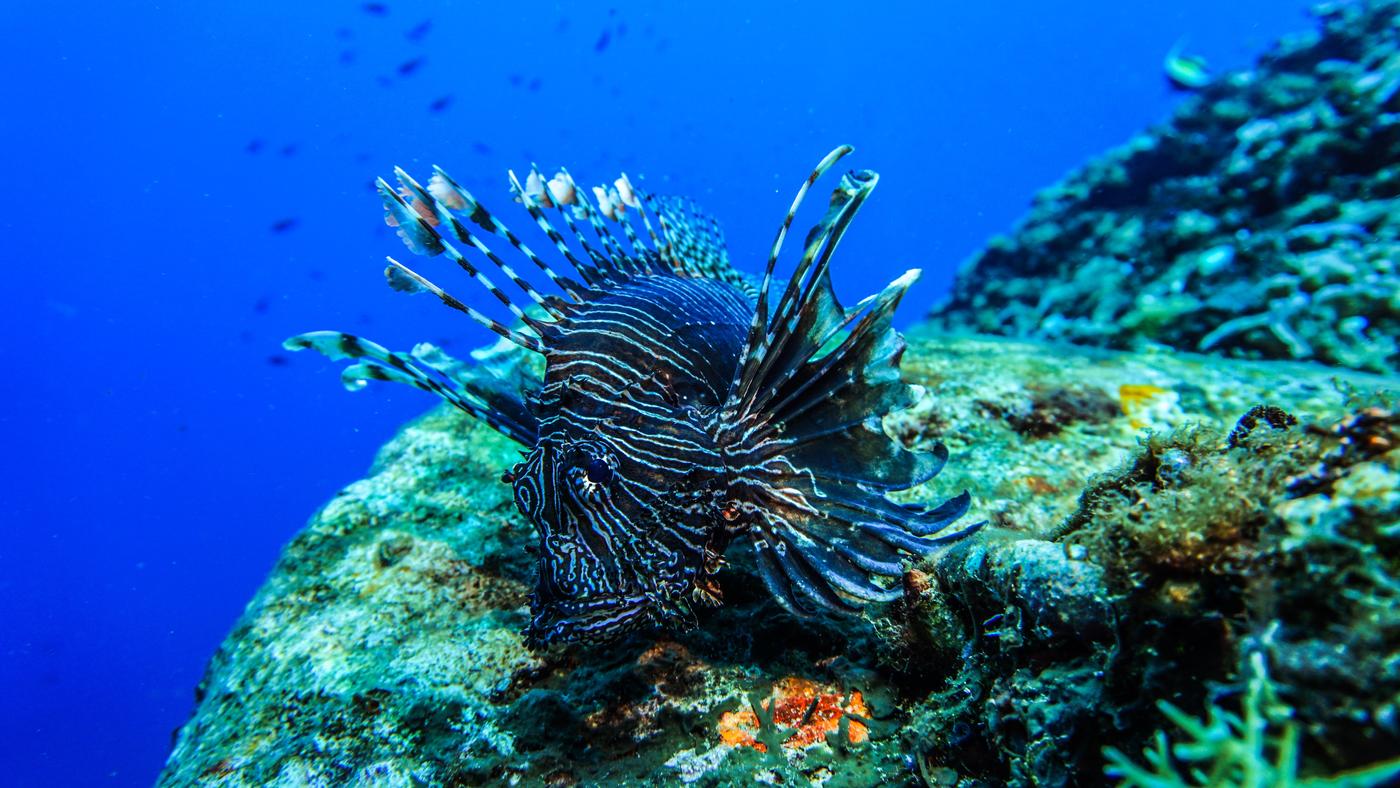 Крылатка рыба Мальдивы. Крылатка эндемик Северной части Тихого океана. Фауна острова Сулавеси. Красивые морские животные. Дикое морское животное