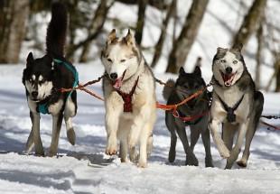 huskies-273409_640